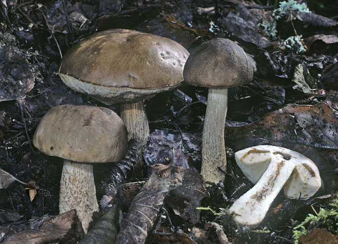 Leccinum scabrum